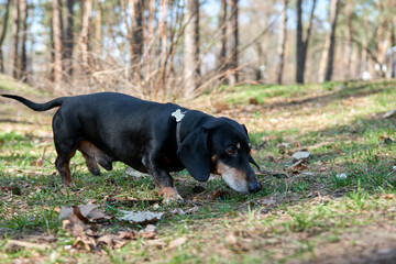 Happy old black-brown dachshund portrait. Dachshund breed, sausage dog, Dachshund on a walk.
