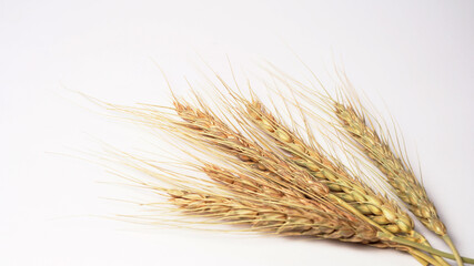 Fototapeta premium Wheat grains and spikelets on white background.