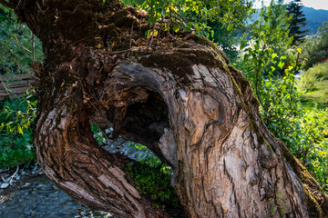 Hollow tree trunk over a small clean river in Transylvania, Romania.