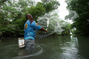 BADUNG, DEC 9 2020: A fisherman is sowing nets in a mangrove forest to catch fish. He fishes in shallow water