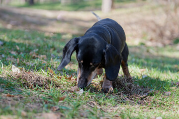 Happy old black-brown dachshund portrait. Dachshund breed, sausage dog, Dachshund on a walk.