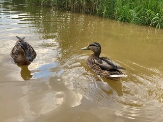 ducks in the lake