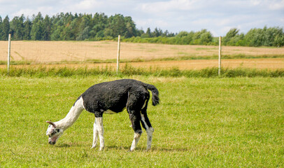 Fototapeta premium Alpaca with beautiful fur is often confused with llama, photographed in a Bavarian breeding enclosure