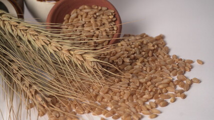 Wheat grains and spikelets on white background.