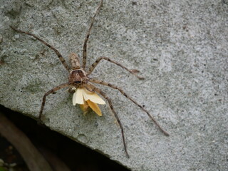 The brown spider grabs its prey for food.