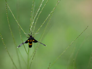 Insects catching on grass with bokeh light background.