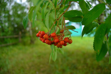 Branch with orange rowan berries.
