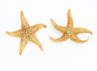 Sea star on white background