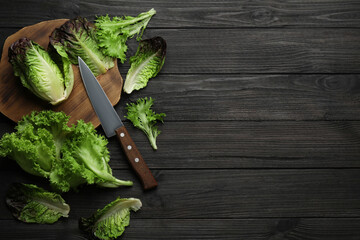 Different sorts of lettuce and knife on black wooden table, flat lay. Space for text
