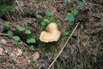 Champignon brun dans la for&ecirc;t vosgienne