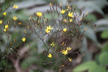 Petites fleurs jaunes de moyenne montagne dans le massif des Vosges