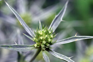 Nahaufnahme von Feld-Mannstreu-Blüten