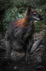 Wallaby in the forest