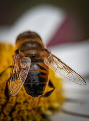 Bee on a flower 