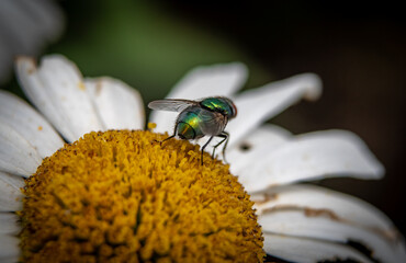 Fly on a flower