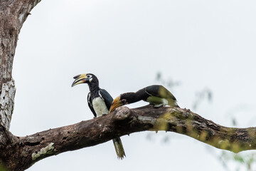 Oriental Pied Hornbill,bird wildlife on the branch in nature