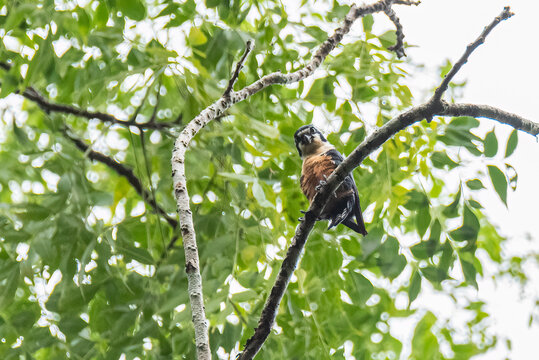Collared falconet birdon the branch in the forest