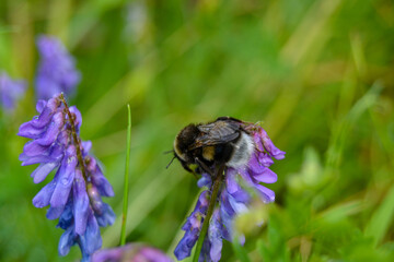 The bumblebee is sitting on a flower.
