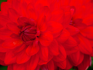 DAhlienblüte im Münsterland