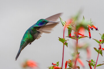 コスタリカに生息する空飛ぶ宝石ともいわれるハチドリ © 木村 隆