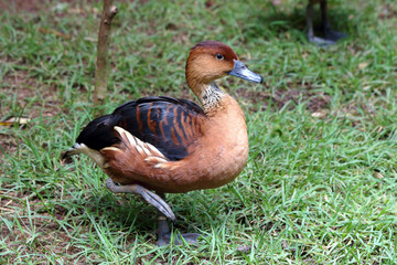 Fulvous Whistling-Duck (Dendrocygna bicolor) standing on grass at Salvador Zoo.