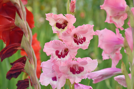 Gladiolen rosa