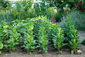 vegetable garden on the farm, organic products. Selective focus