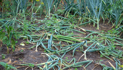 vegetable garden on the farm, organic products. Selective focus