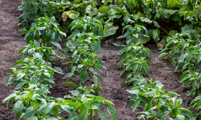 vegetable garden on the farm, organic products. Selective focus