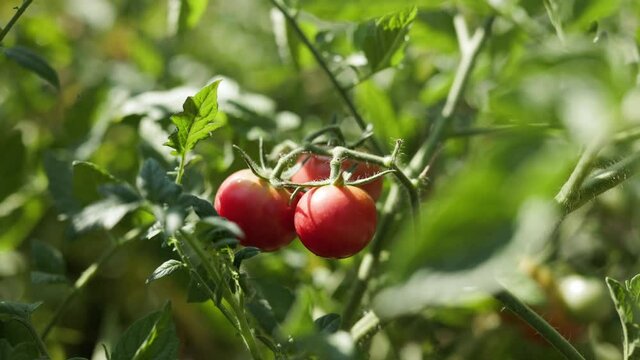 Closeup of branch of tomato plant with red tomatoes in summer garden