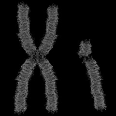 chromosomes