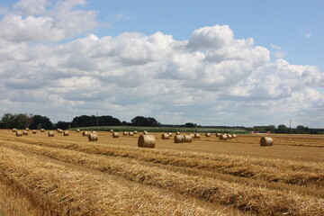 Obraz premium Around bales of straw in the field after the grain harvest