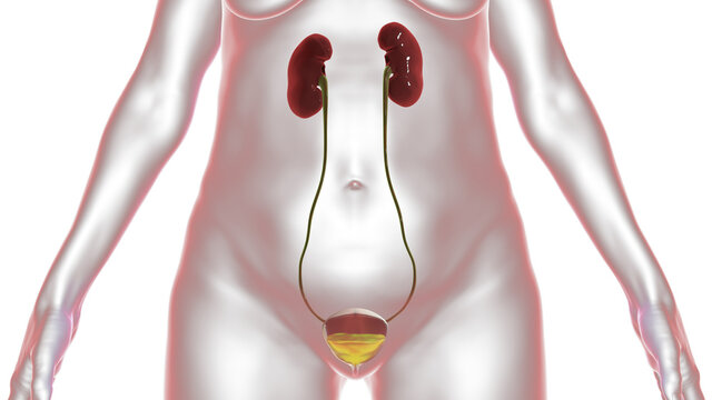 Urinary bladder with urine, medical 3D illustration