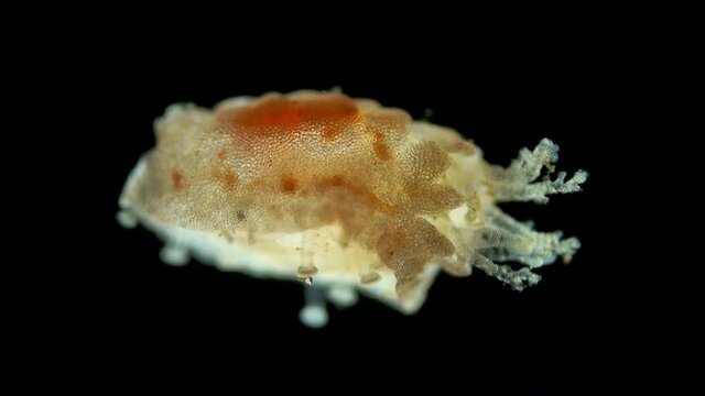 Pentacula Holothuroidea larva, Juvenile sea cucumber under microscope, type Echinodermata, a very unusual organism, at this stage, she sank to bottom and crawled in search of food. Barents Sea