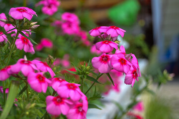 Naklejka premium A pink beautiful flower grows in the yard. 