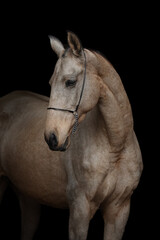 Portrait of a beautiful buckskin horse on black background isolated, head closeup