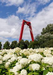 Detail of the Willemsbrug in Rotterdam behind a field of white hortensia flowers