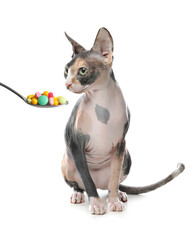 Cute sphynx cat and spoon full of different pills on white background. Vitamins for animal