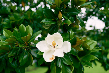 Obraz na płótnie Canvas Gorgeous white magnolia flower on green bush