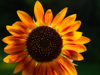 Summer Sunflower 400