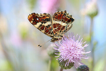 Summer brood variety of a map butterfly (Araschnia levana). Ventral view.