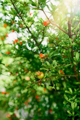 Pomegranate branches blooming with red flowers