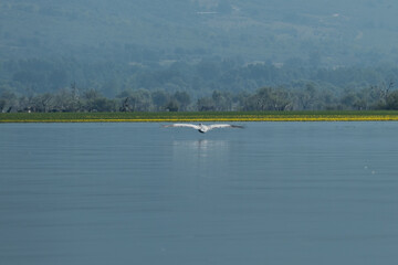 Greece, Lake Kerkini, Dalmatian Pelican hovering along the water