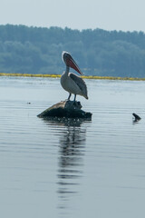 Greece, Lake Kerkini, Dalmatian pelican on its rock
