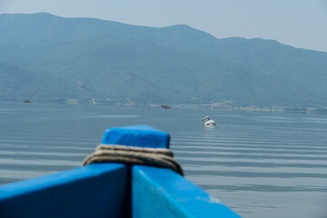 Greece, Lake Kerkini, Dalmatian pelican swimming in front of a boat