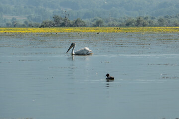 Greece, Lake Kerkini, Dalmatian pelican swimming in Lake Kerkini