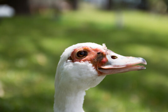 Close up of a head of a cute Andean goose looking right in the garden on a sunny day