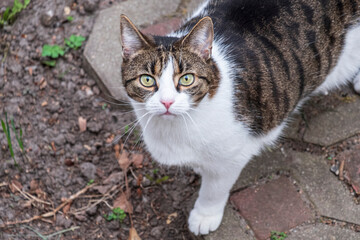 domestic cat in the garden