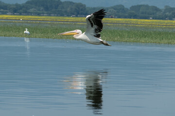 Greece, Lake Kerkini, white pelican and its reflection in the water