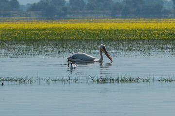 Greece, Lake Kerkini, white pelican fishing